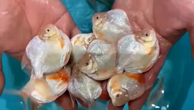 龍魚傷口斷根后如何護理？ 龍魚傷口斷根后如何護理？ 龍魚百科 第6張