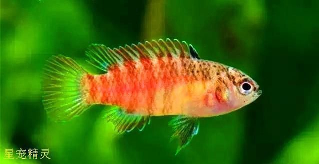 龍魚都吃啥:龍魚發色吃什么好 龍魚百科 第8張 龍魚都吃啥:龍魚發色吃什么好 龍魚都吃啥:龍魚發色吃什么好 龍魚百科 第8張