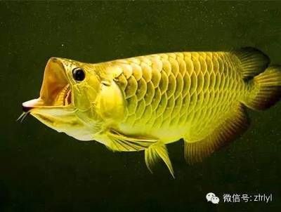 怎么形容龍魚的尾巴和尾巴：龍魚的尾巴具有很高的觀賞價(jià)值