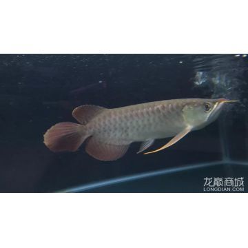 怎么形容龍魚的尾巴和尾巴：龍魚的尾巴具有很高的觀賞價(jià)值