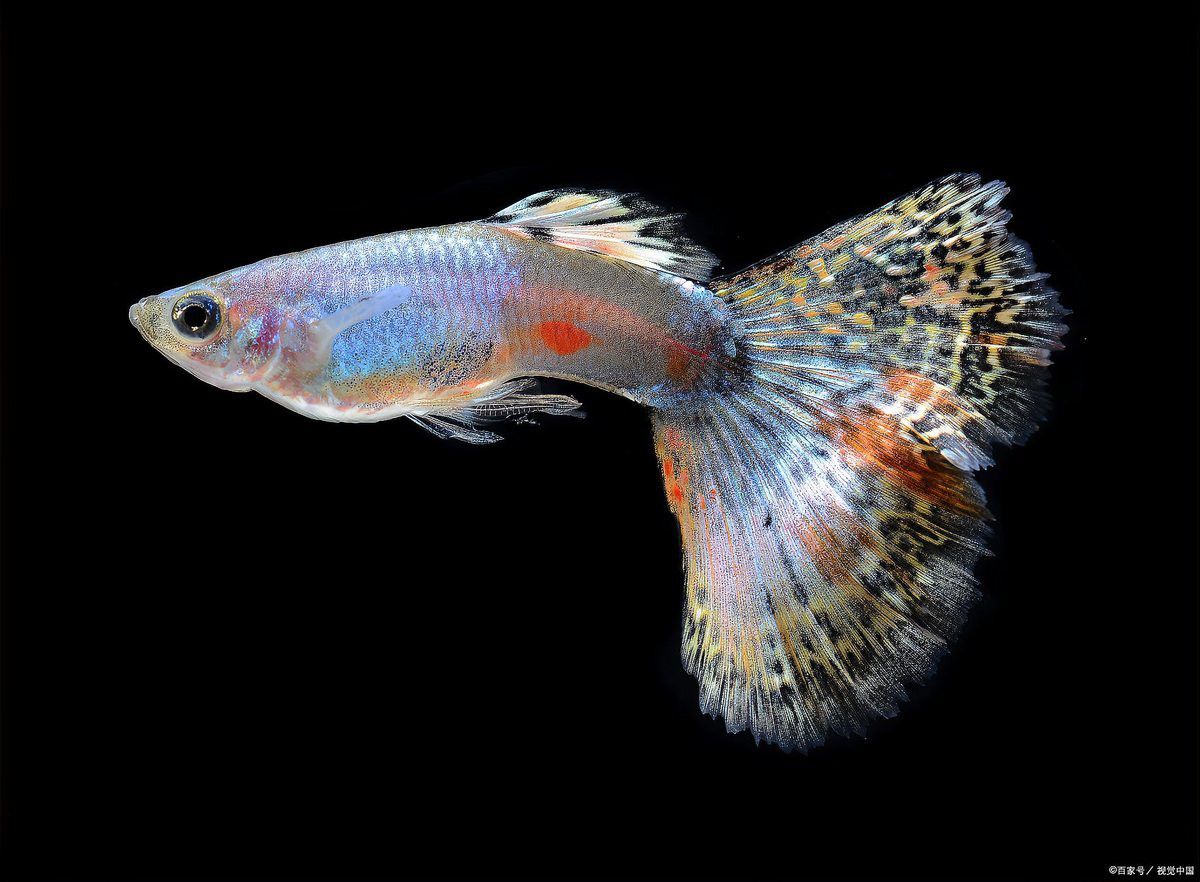 金龍魚和銀龍魚是熱帶魚嗎？