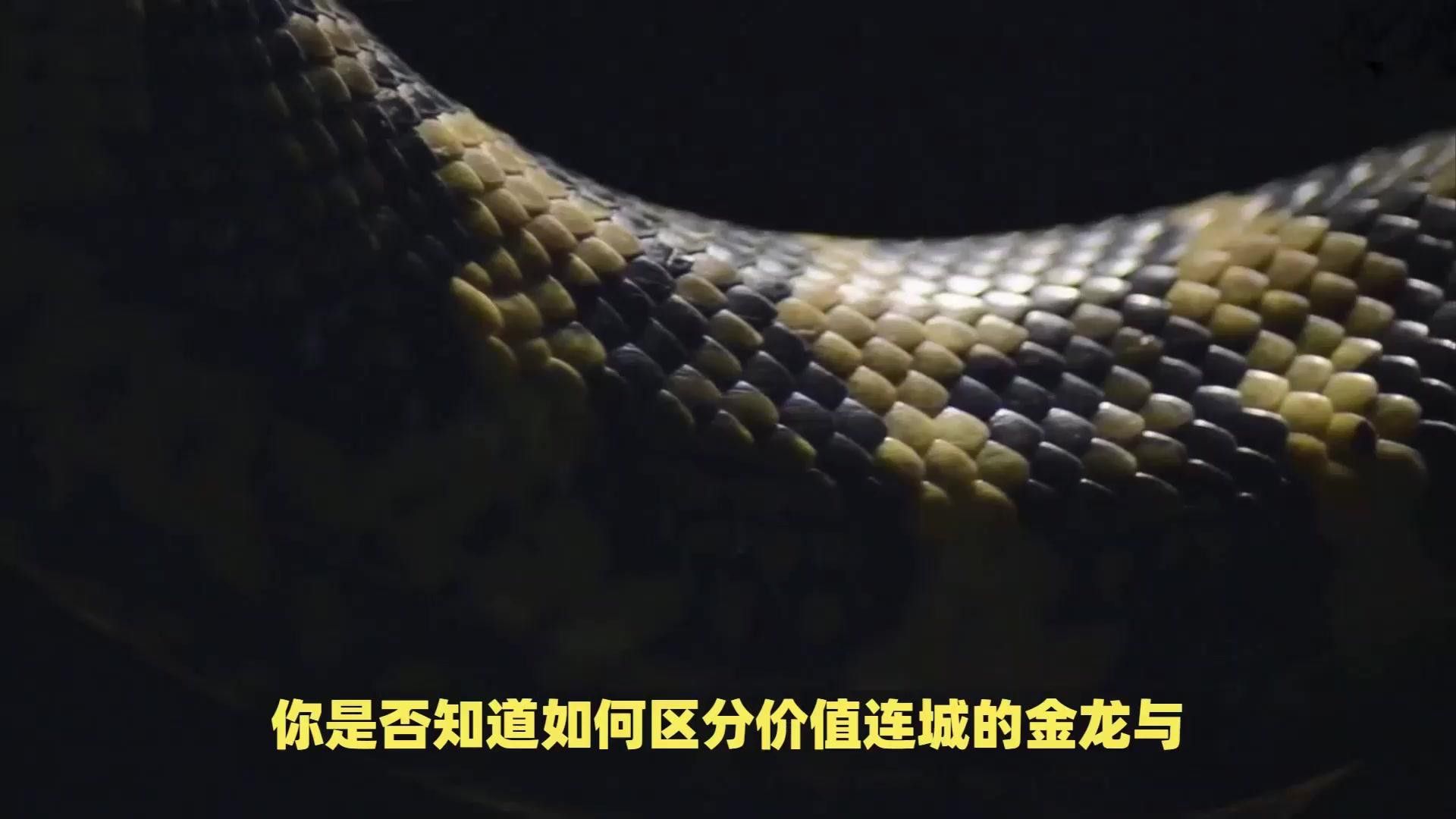 如何區分紅龍和金龍的不同品種？