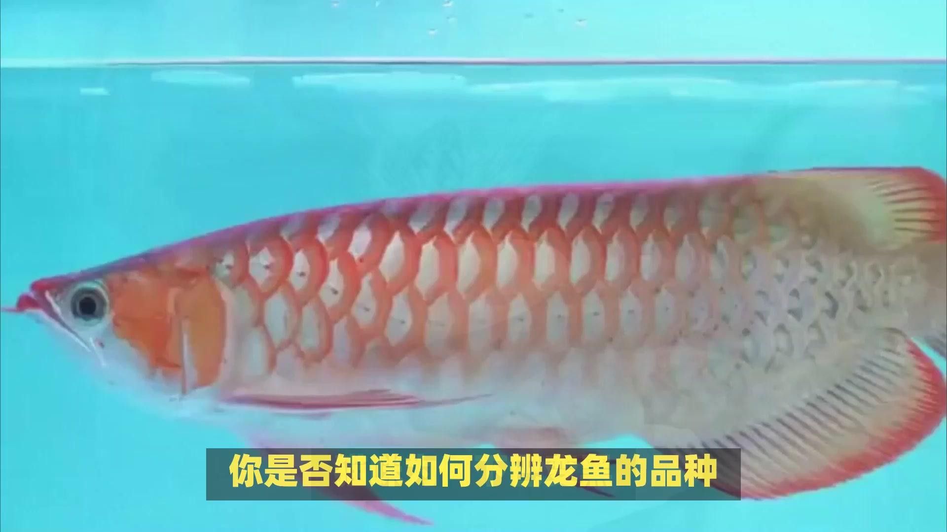 如何區分紅龍和金龍的不同品種？