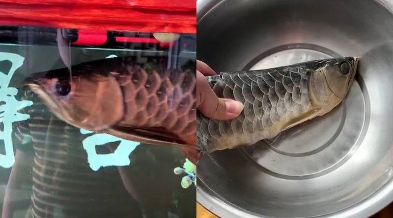 石家莊男子吃掉金龍魚視頻播放