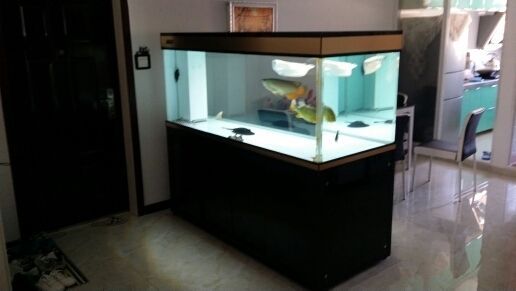 龍魚和巴西亞混養技巧圖解，如何將龍魚與巴西亞混養