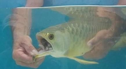 小金龍魚(yú)多少錢（小金龍魚(yú)的價(jià)格受到什么影響）