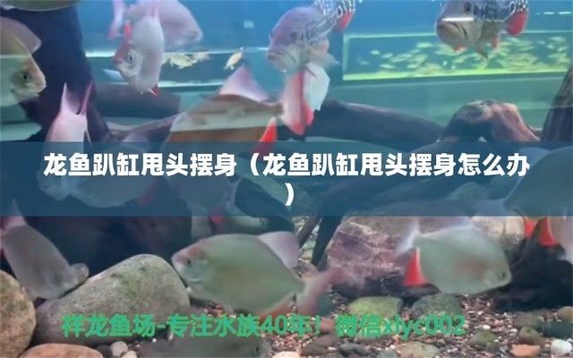 龍魚趴缸甩頭怎么回事：龍魚在缸中趴著不動，甩頭可能是由于多種原因引起的