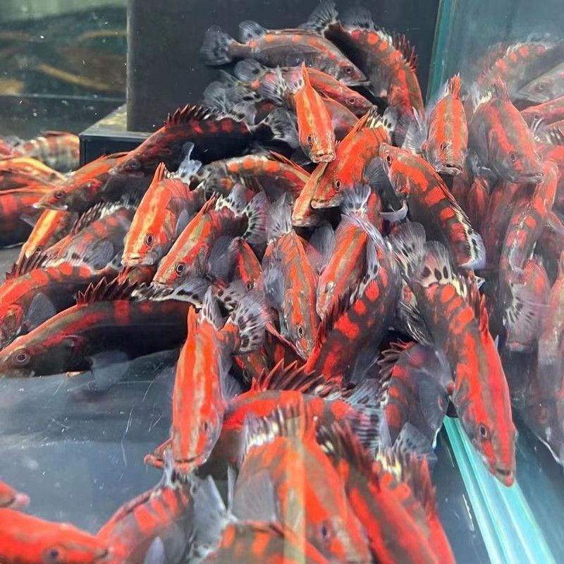 廣州龍魚批發市場在哪里：廣州市花地越和花鳥魚蟲市場批發市場在哪里