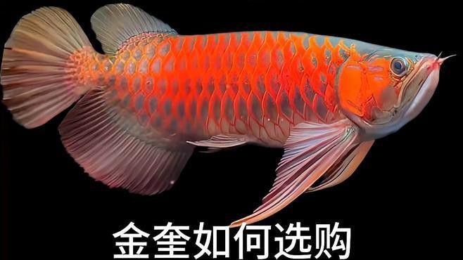 如何挑選高品質的金頭過背金龍