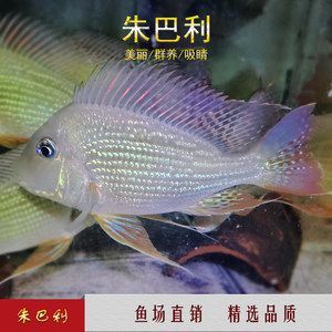 朱巴利魚苗批發：關于朱巴利魚苗批發和貨源基地的一些信息