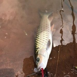朱巴利魚苗批發(fā)：關于朱巴利魚苗批發(fā)和貨源基地的一些信息