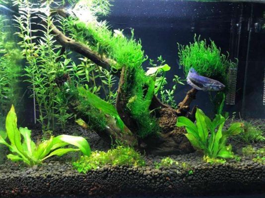 一體成型的魚缸和打膠的魚缸哪種好（一體成型魚缸的常見品牌有哪些）