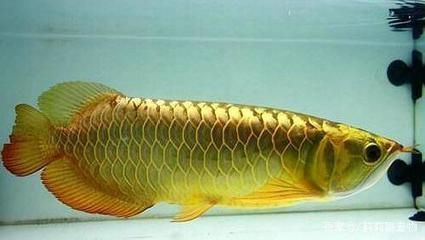 龍魚腸炎的治療方法圖片及視頻大全：龍魚腸炎如何治療