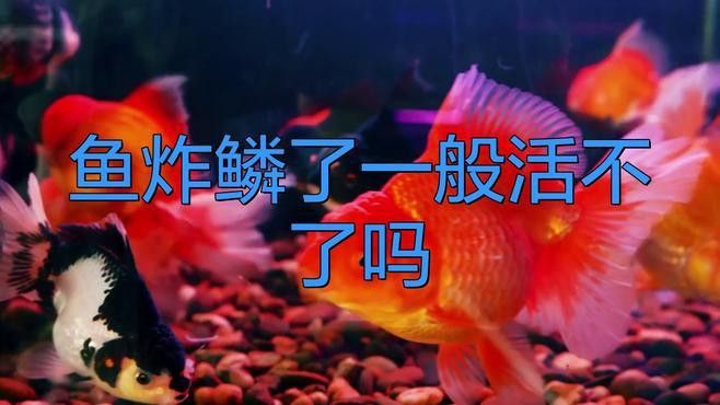 龍魚炸鱗可以自愈嗎？