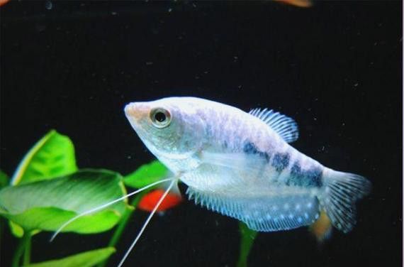 曼龍魚的圖片