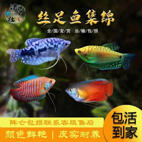 曼龍魚的圖片