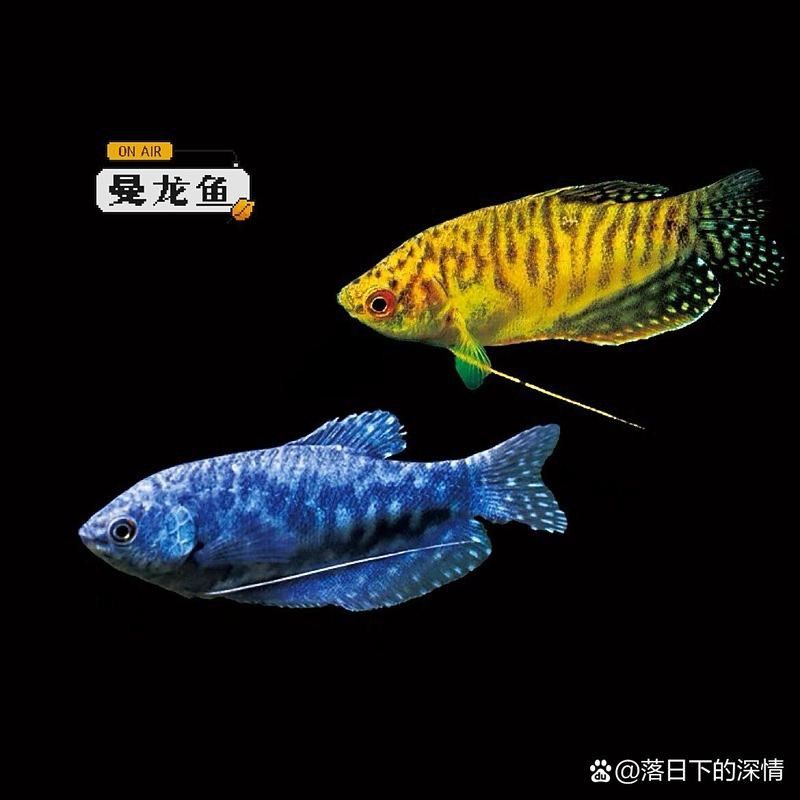 曼龍魚的圖片