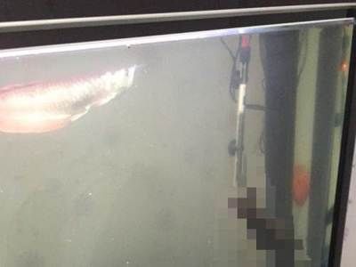 熱帶魚銀龍魚腹鰭發紅（銀龍魚腹部發紅怎么辦）