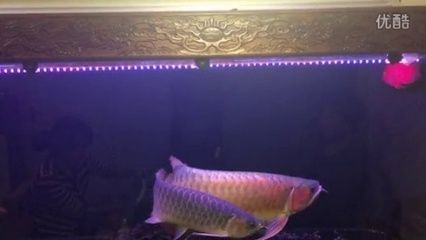 龍魚(yú)叫聲原理：龍魚(yú)叫聲原理是由成年公龍魚(yú)在繁殖季節(jié)發(fā)出的叫聲