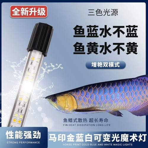 金龍魚上色用什么燈光比較好