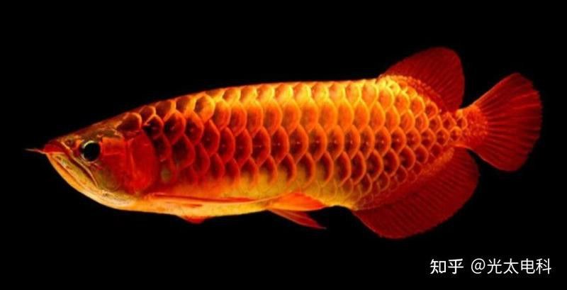 金龍魚上色用什么燈光比較好