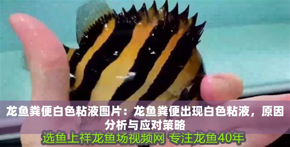 龍魚糞便白色粘液圖片：龍魚糞便出現白色粘液，原因分析與應對策略 龍魚糞便白色粘液圖片：龍魚糞便出現白色粘液，原因分析與應對策略 龍魚百科 第1張