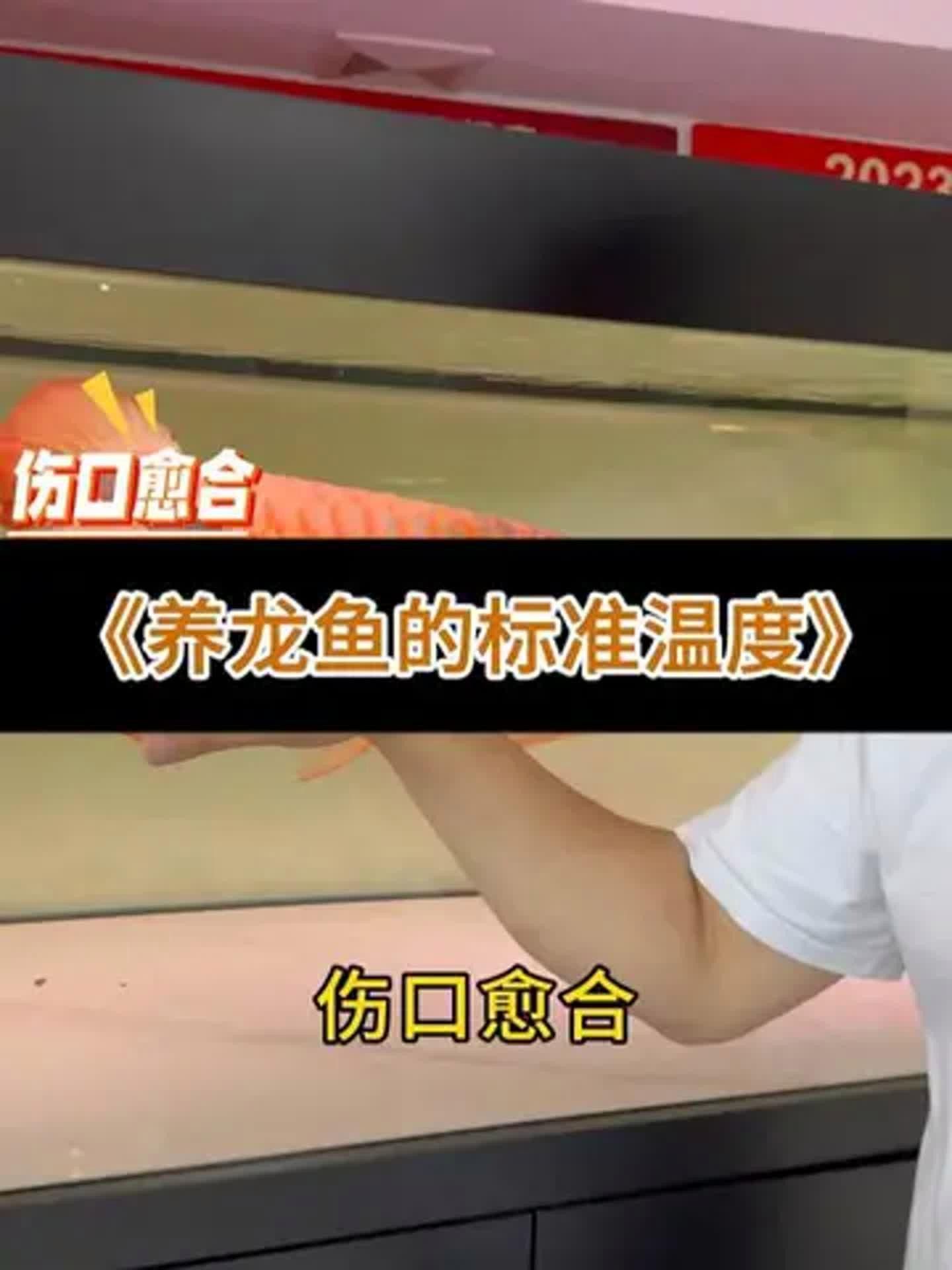 瑪豆V7營養液如何使用？