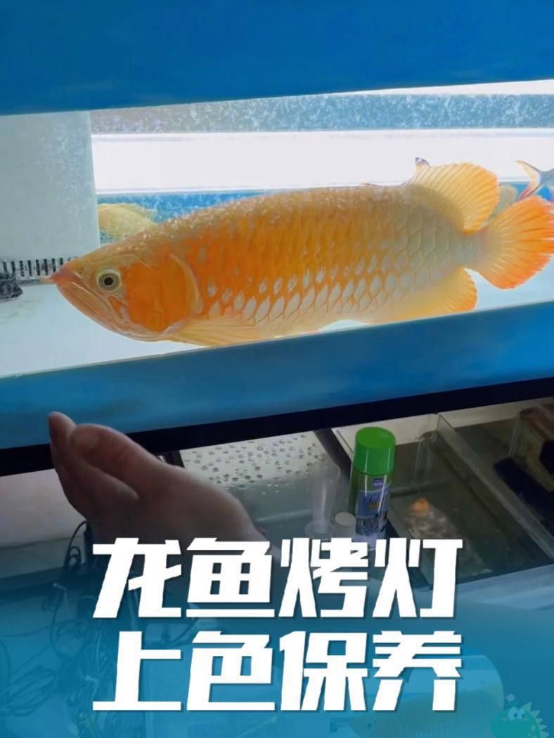 瑪豆V7營養液如何使用？