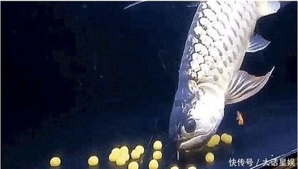 兩條金龍魚：養殖兩條金龍魚需要注意什么？