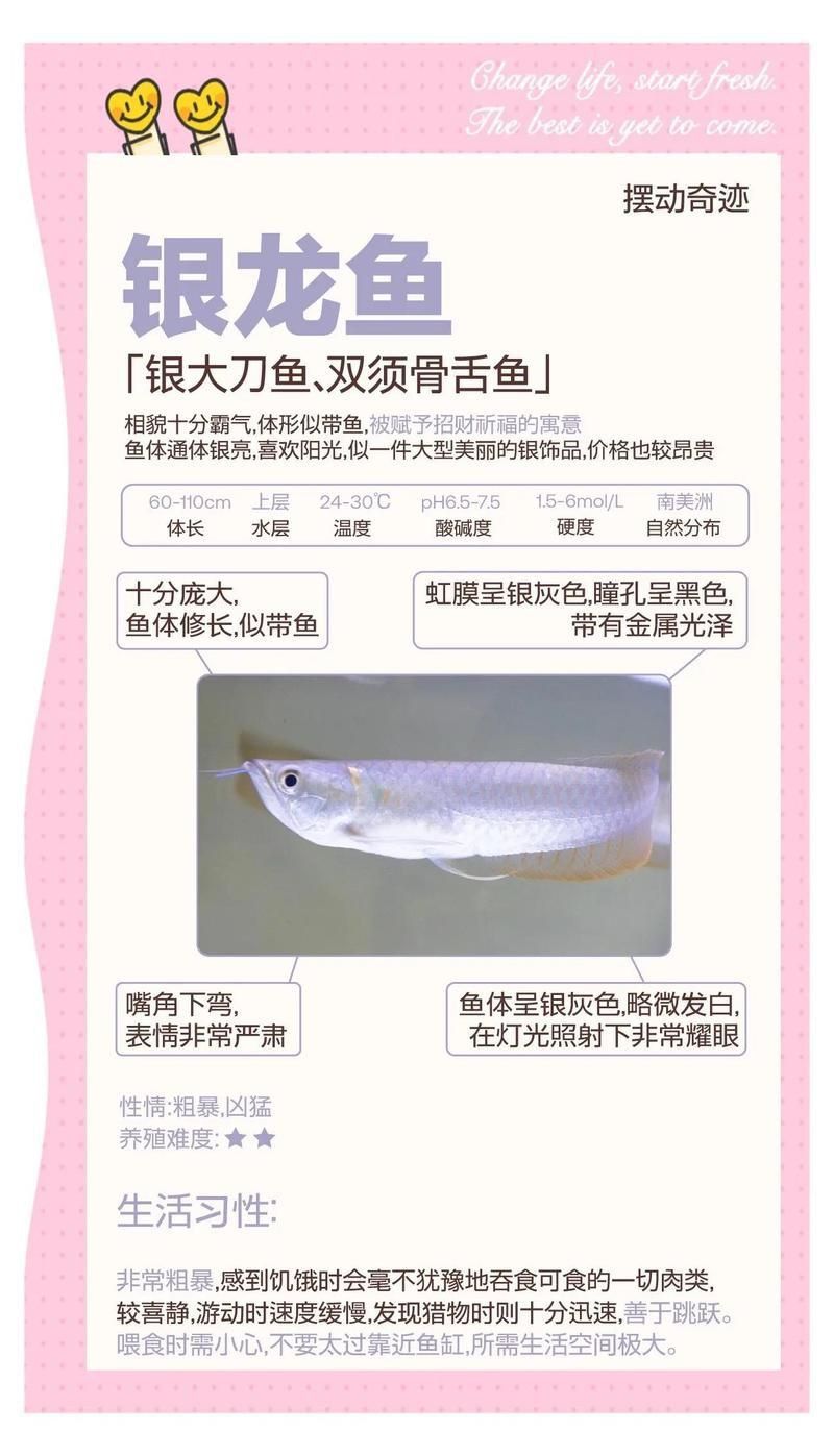 賽級銀龍魚價格一覽表