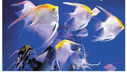 養殖成本增加對龍魚價格影響:養殖成本對龍魚價格的影響 龍魚百科 第3張 養殖成本增加對龍魚價格影響:養殖成本對龍魚價格的影響 養殖成本增加對龍魚價格影響:養殖成本對龍魚價格的影響 龍魚百科 第3張