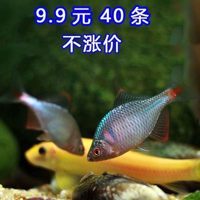 養殖成本增加對龍魚價格影響:養殖成本對龍魚價格的影響 龍魚百科 第1張 養殖成本增加對龍魚價格影響:養殖成本對龍魚價格的影響 養殖成本增加對龍魚價格影響:養殖成本對龍魚價格的影響 龍魚百科 第1張