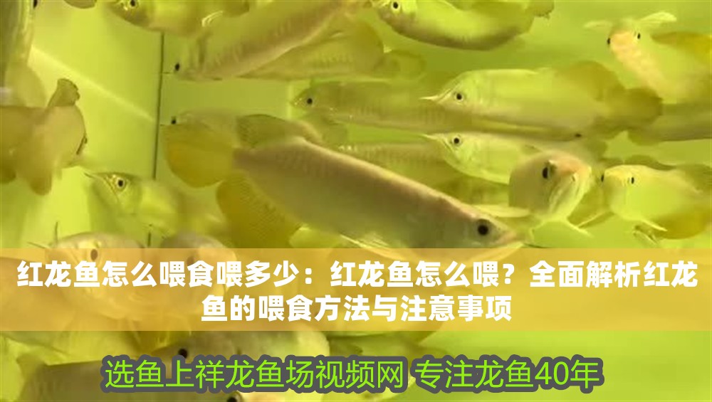 紅龍魚怎么喂食喂多少：紅龍魚怎么喂？全面解析紅龍魚的喂食方法與注意事項(xiàng)