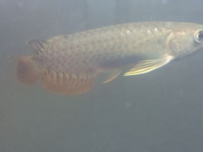 龍魚尾鰭有白點：龍魚尾鰭出現白點可能是由于以下幾種原因引起的