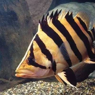 龍魚缸什么底色好：龍魚缸底色選擇 龍魚缸什么底色好：龍魚缸底色選擇 龍魚百科 第2張