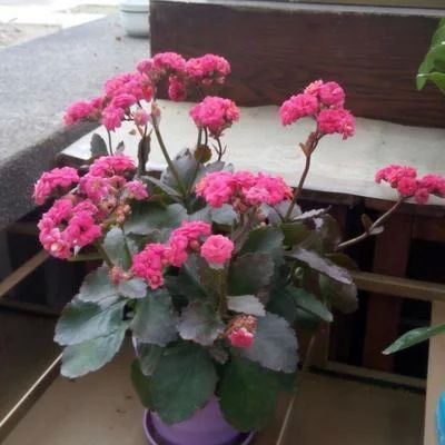 長壽花和金龍魚（長壽花和金龍魚在養護上有很大的不同，但適合室內養殖）