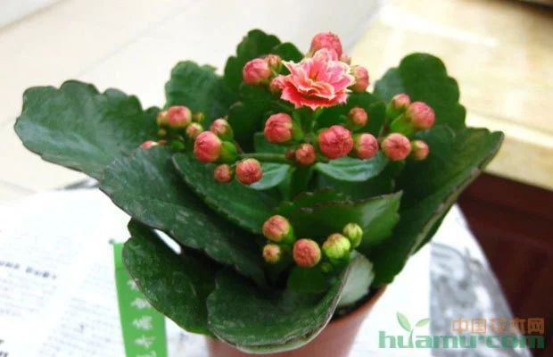 長壽花和金龍魚（長壽花和金龍魚在養護上有很大的不同，但適合室內養殖）