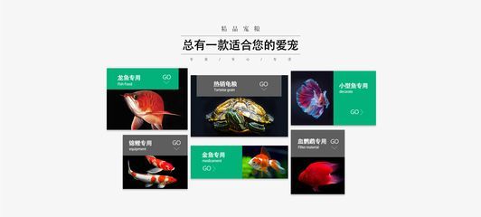 龍魚商城是什么平臺(tái)的產(chǎn)品（龍魚商城是一個(gè)專注于龍魚銷售的電子商務(wù)平臺(tái)的優(yōu)勢）