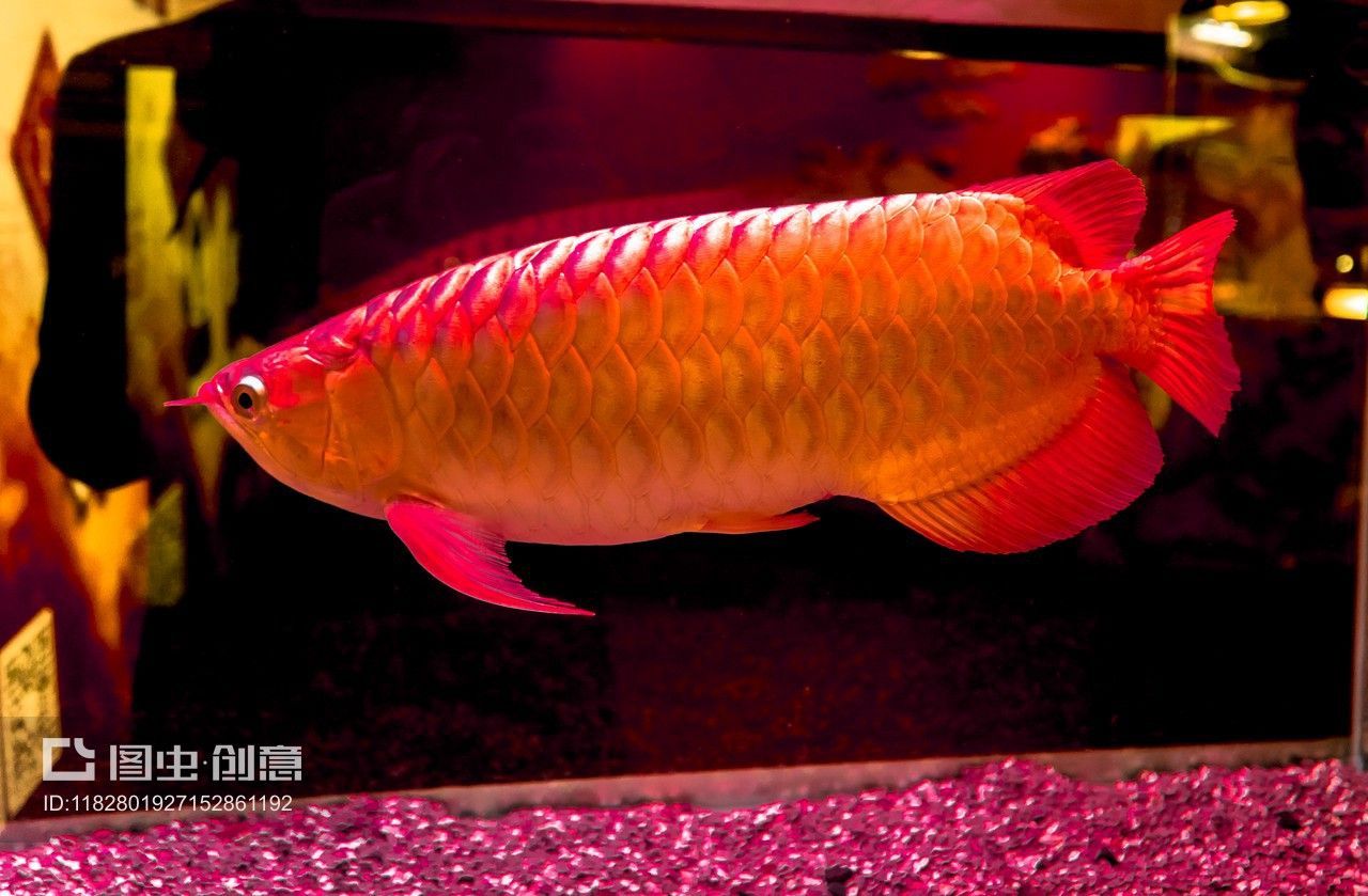 月光鴨嘴魚苗批發：鴨嘴魚苗的批發信息在多個搜索結果中提供了相關信息