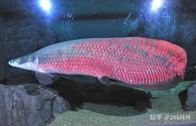 巨骨舌魚屬于龍魚嗎：巨骨舌魚屬于傳統意義上的龍魚嗎，巨骨舌魚屬于龍魚嗎
