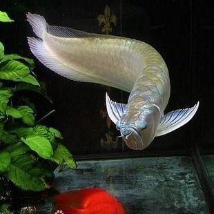 銀龍魚苗市場價格對比：銀龍魚苗在不同尺寸下的價格對比