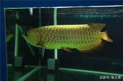 龍魚寓意是什么（龍魚養(yǎng)殖技巧）