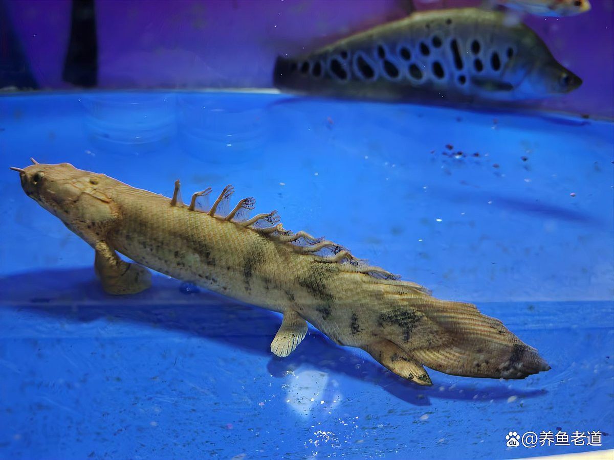 蘆薈膠對龍魚傷口有效嗎？ 蘆薈膠對龍魚傷口有效嗎？ 龍魚百科 第6張