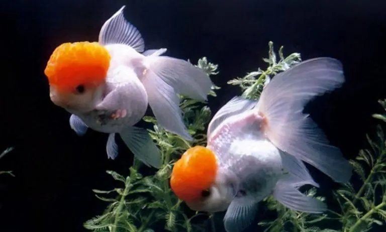 蘆薈膠對龍魚傷口有效嗎？ 蘆薈膠對龍魚傷口有效嗎？ 龍魚百科 第5張