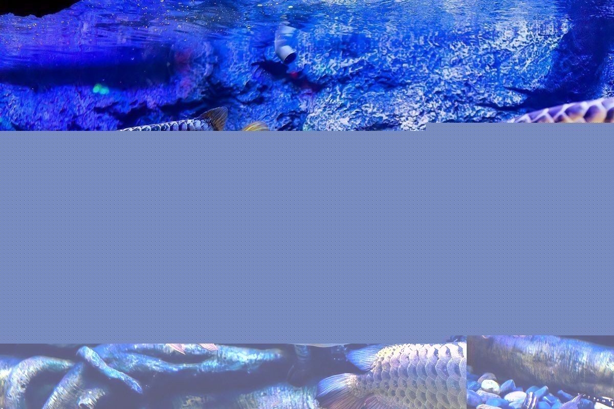 龍魚打架后需要隔離多久？ 龍魚打架后需要隔離多久？ 龍魚百科 第3張