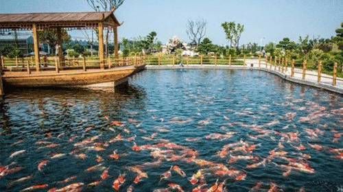 國內龍魚養殖基地：國內龍魚養殖基地在國內的發展趨勢和特點和特點