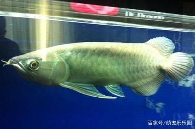 紅龍和白子銀龍魚混養(yǎng)（紅龍魚可以和銀龍魚混養(yǎng)嗎？） 紅龍和白子銀龍魚混養(yǎng)（紅龍魚可以和銀龍魚混養(yǎng)嗎？） 龍魚百科 第3張