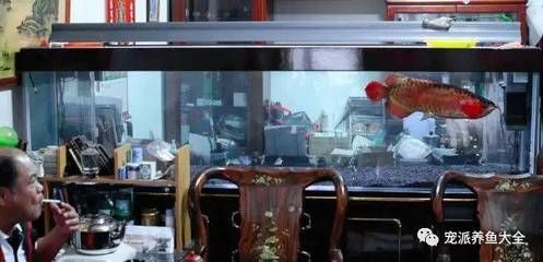 紅龍魚喂食量與喂食頻率的關系是什么(紅龍魚喂食量與喂食頻率的具體情況) 龍魚百科 第5張 紅龍魚喂食量與喂食頻率的關系是什么(紅龍魚喂食量與喂食頻率的具體情況) 紅龍魚喂食量與喂食頻率的關系是什么(紅龍魚喂食量與喂食頻率的具體情況) 龍魚百科 第5張