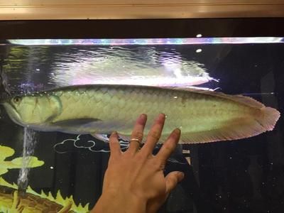 銀龍魚嘴尖黑怎么回事（未找到“銀龍魚嘴尖黑”的直接原因找到了銀龍魚嘴尖黑的可能原因） 銀龍魚嘴尖黑怎么回事（未找到“銀龍魚嘴尖黑”的直接原因找到了銀龍魚嘴尖黑的可能原因） 龍魚百科 第1張