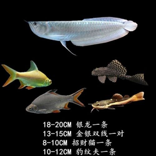 黃化銀龍魚怎么養(yǎng)出狀態(tài)圖